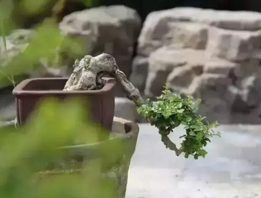 Cultivation of small trees in Landscape Bonsai-- an understanding of the method of creating trees in Nature