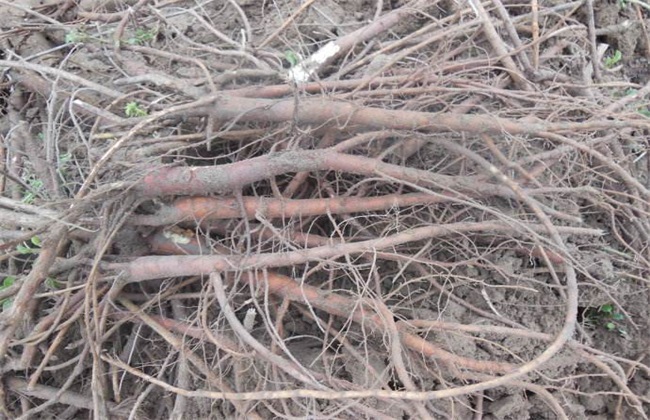 Harvest time and method of licorice