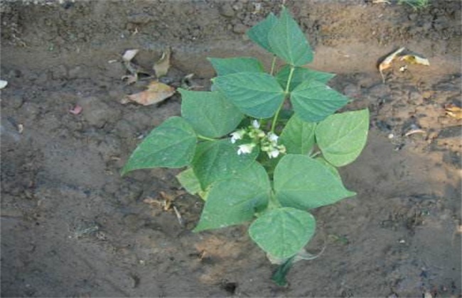 Fertilization technology of lentil