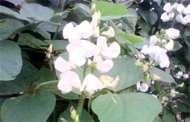 Control measures of falling flower of lentil at flowering stage