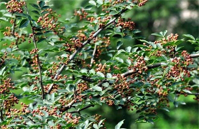 Prevention and Control measures of falling Flower and Fruit of Zanthoxylum bungeanum