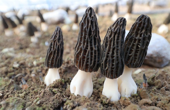 Analysis of common problems in planting Morchella