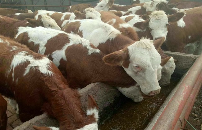 Symptoms and treatment of bovine epidemic fever