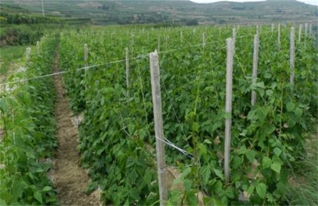 How to manage cowpea after planting