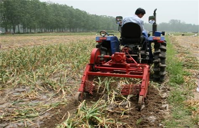 Matters needing attention during garlic harvest