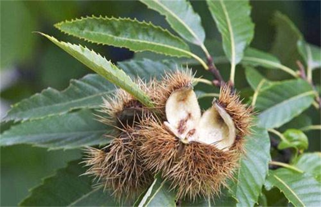 How to reduce the empty bract rate of Chinese chestnut