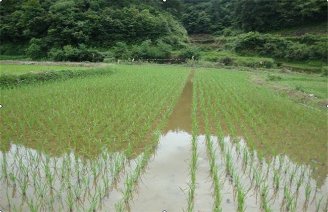 Technology of culturing crucian carp in rice field