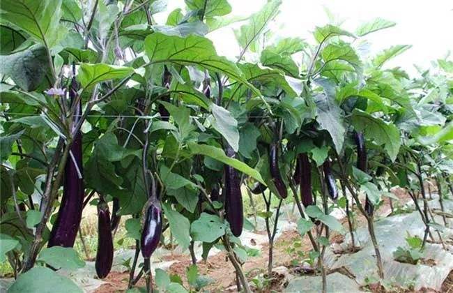 How to improve the fruit setting rate of eggplant