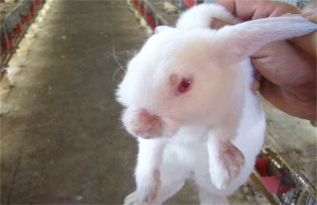 Epidemic prevention management of Rex rabbit