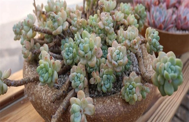 Matters needing attention in breeding succulent plants in summer