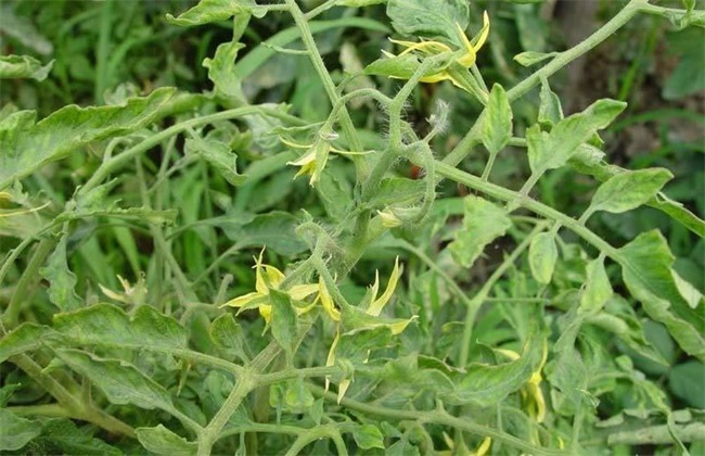 What is the reason for the yellow leaves of tomatoes