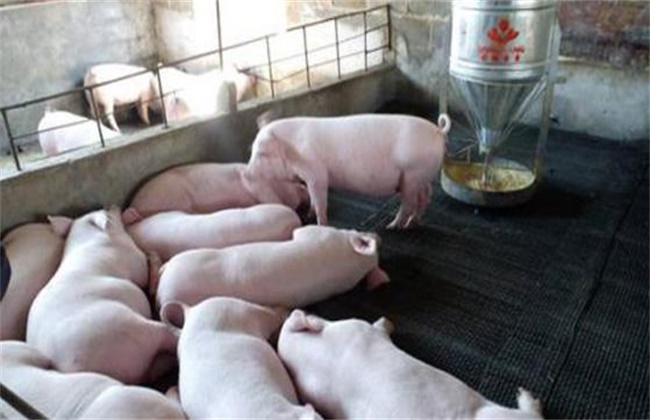 How to lose weight by raising pigs in summer?