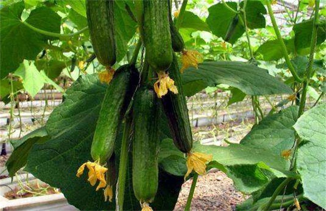 Matters needing attention in planting cucumber in summer