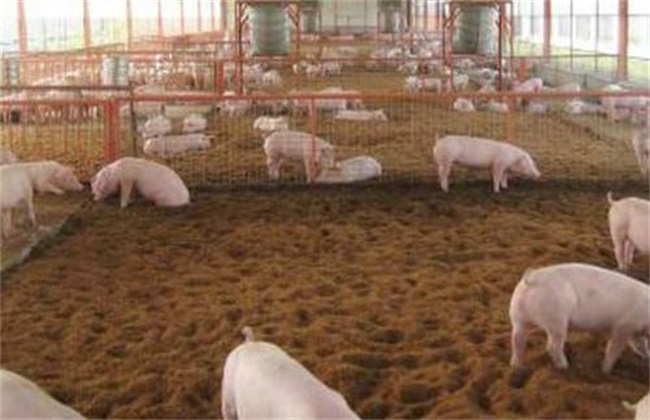 Advantages of ecological pig farming