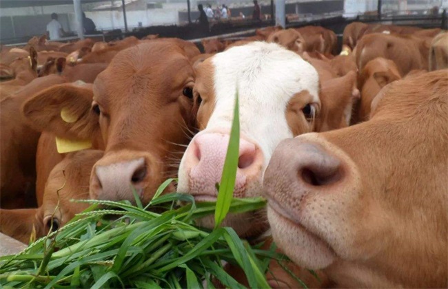 Feeding technique of Yellow cattle