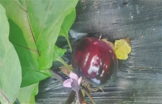 Causes and solutions of premature senescence of eggplant