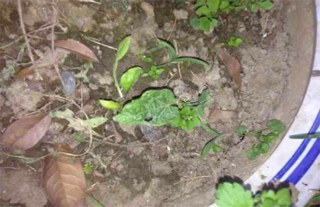 Sowing and Seedling raising technique of Snake Melon