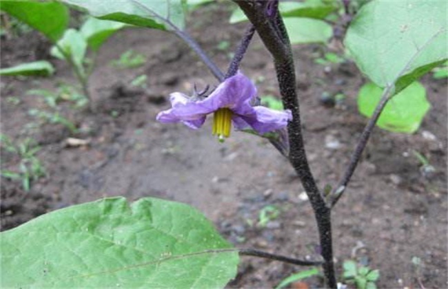 The method of continuous flowering and fruiting of eggplant