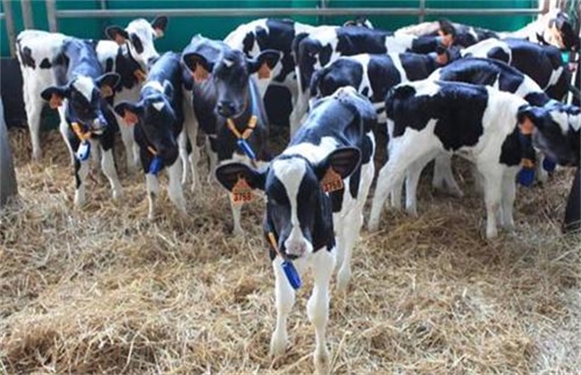 Technical points of calf feeding and management