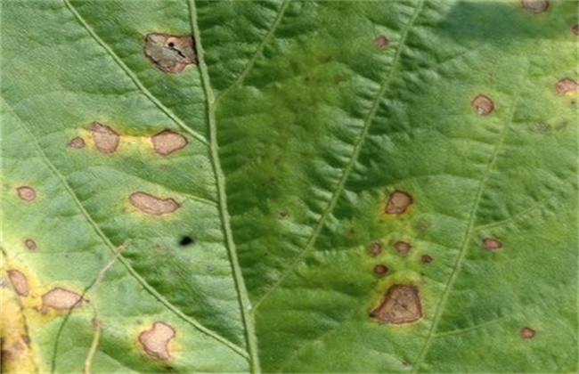 Control methods of white rust of amaranth