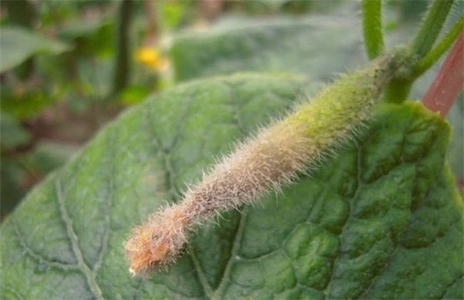 Causes and Control methods of rotten head of Cucumber