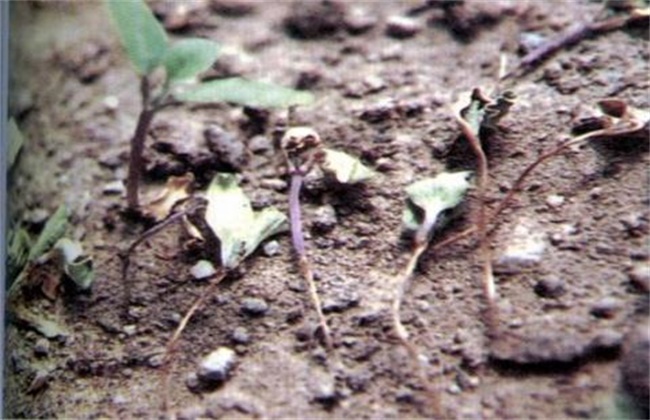 Prevention and Control of eggplant Seedling snap