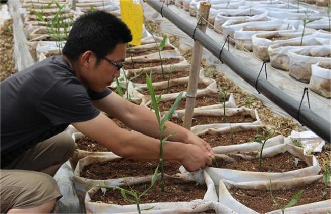 Vegetables suitable for soilless cultivation