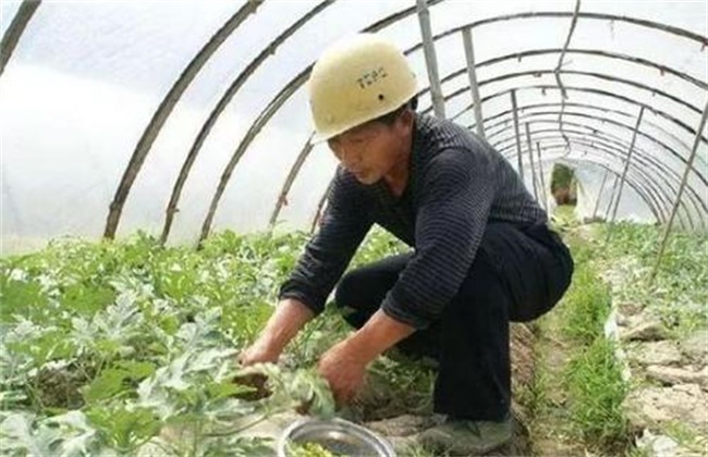 Technology of pruning and pressing vine of watermelon