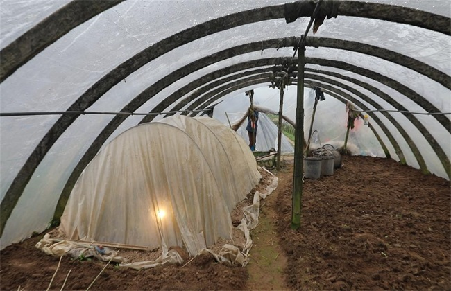 Protected cultivation techniques of Virgin Fruit