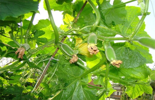 White gourd growing conditions