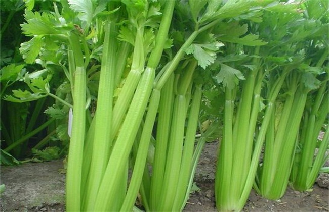 Matters needing attention in planting celery in summer