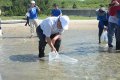 Penghu County Agriculture and Fisheries Bureau releases sand crab seedlings hoping to create an output value of 40 million yuan.