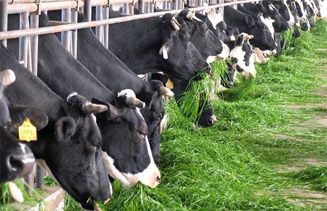 Perinatal feeding and Management of Dairy cows