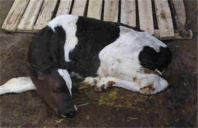 Common Diseases and Treatment Methods of Calves