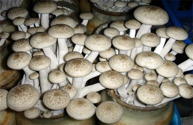 Artificial cultivation techniques of crab-flavored mushroom