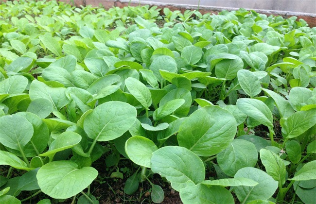 How to cultivate pakchoi