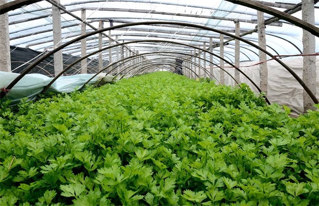 Planting management of celery in greenhouse