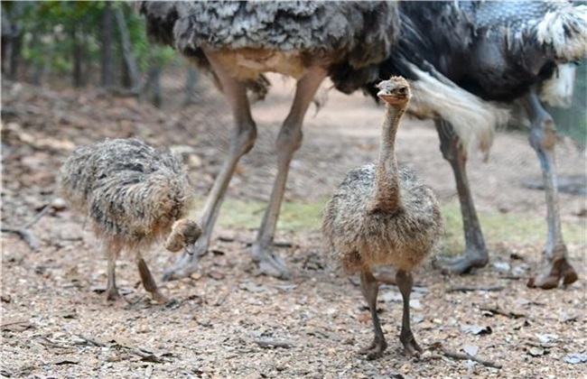 Feeding and management of ostrich in different growth periods