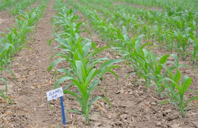 Weeding skills of Maize at Seedling stage