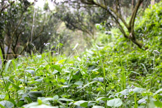 Chen Xingzong / Paraquat dispute, six methods of soil and fertilizer to help you control weeds