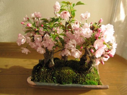 Symbolic meaning and flower language the symbolic meaning and flower language of cherry blossoms