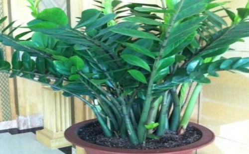 Can potted money trees be placed on the balcony? what are the bonsai suitable for the bedroom?