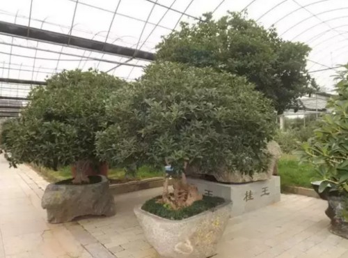 Potted plants and fengshui pay attention to Mengshan sweet-scented osmanthus fengshui flowerpot