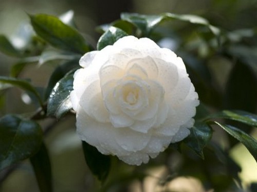 White camellias symbolize the meaning of flower language