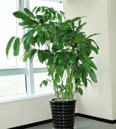 What are the indoor potted plants and fengshui in the classification of fengshui plants?