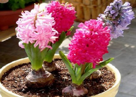 Under what circumstances do you need to prolong the flowering period? how to prolong the flowering period of potted hyacinth?