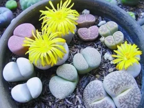 How to fertilize succulent plants and how to plant succulent plants in leaves-- methods of leaf insertion in succulent plants