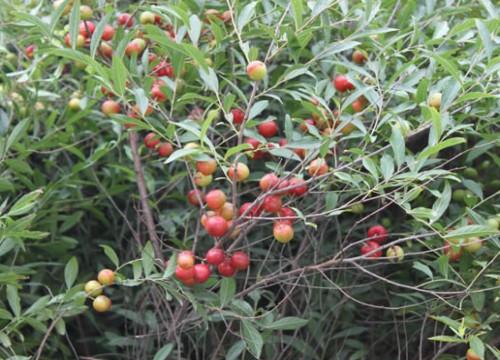 Master the method of cultivation and propagation, the sowing method of potted Coptis chinensis