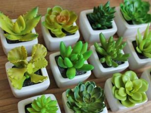 How to raise a lot of succulent plants by sowing succulent plants