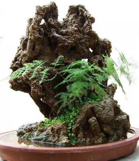 A brief introduction to the bonsai plants of Sheung Shui Stone (absorbent Stone) understanding the habits of plants